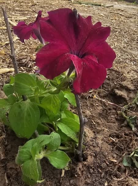 1277088-1 کاشت بوتههای اطلسی در پارک نونهال بندرعباس