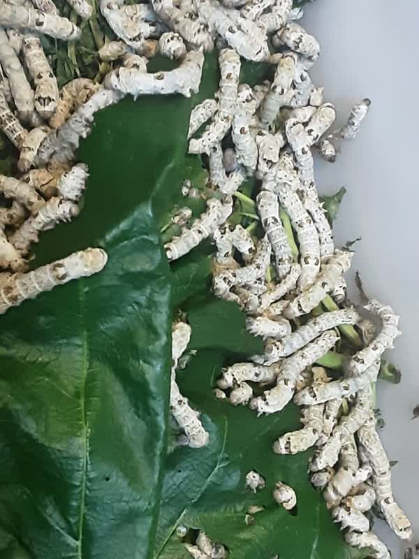 1290770-1 کارگاه پرورش کرم ابریشم در کانون البرز