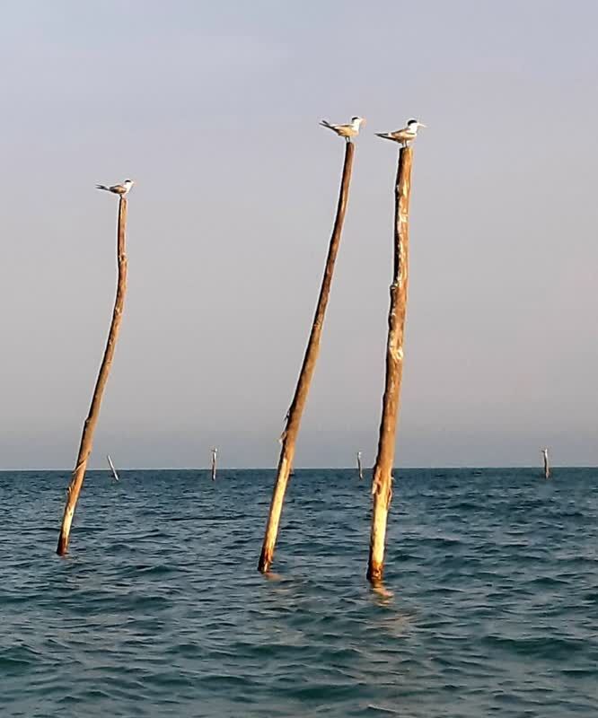 1345261-1 درخشش مربی مسئولان کانون هرمزگان در دومین مسابقه منطقهای عکاسی خلیج فارس