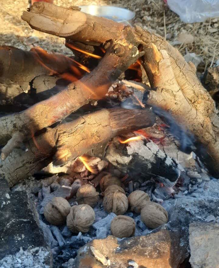 یکی از کارکنان مرکز جوانرود اوقات فراغت خود را به کاشت بلوط در ارتفاعات زاگرس اختصاص داد