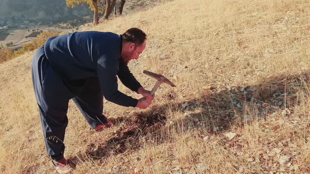 یکی از کارکنان مرکز جوانرود اوقات فراغت خود را به کاشت بلوط در ارتفاعات زاگرس اختصاص داد