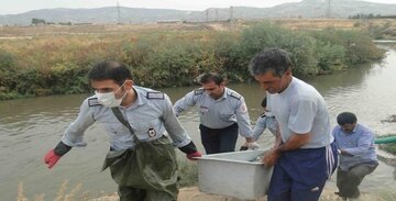 کشف یک جسد با هویت نامشخص